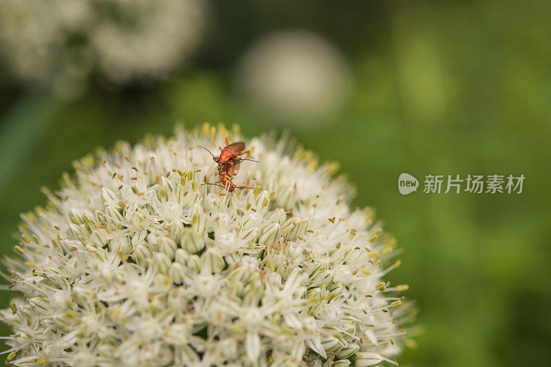 两只虫子在洋葱花上交配