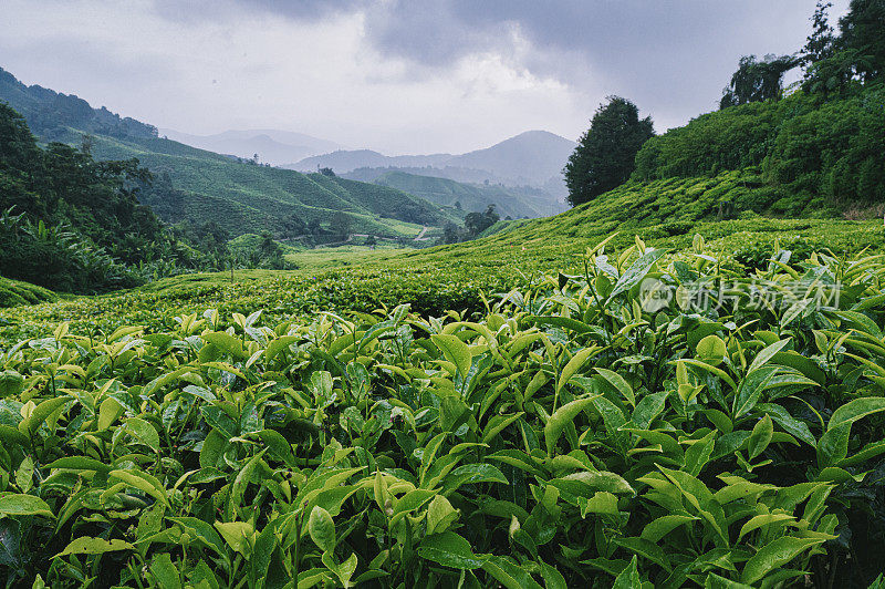 清晨在卡梅隆高地的茶园里种植茶树