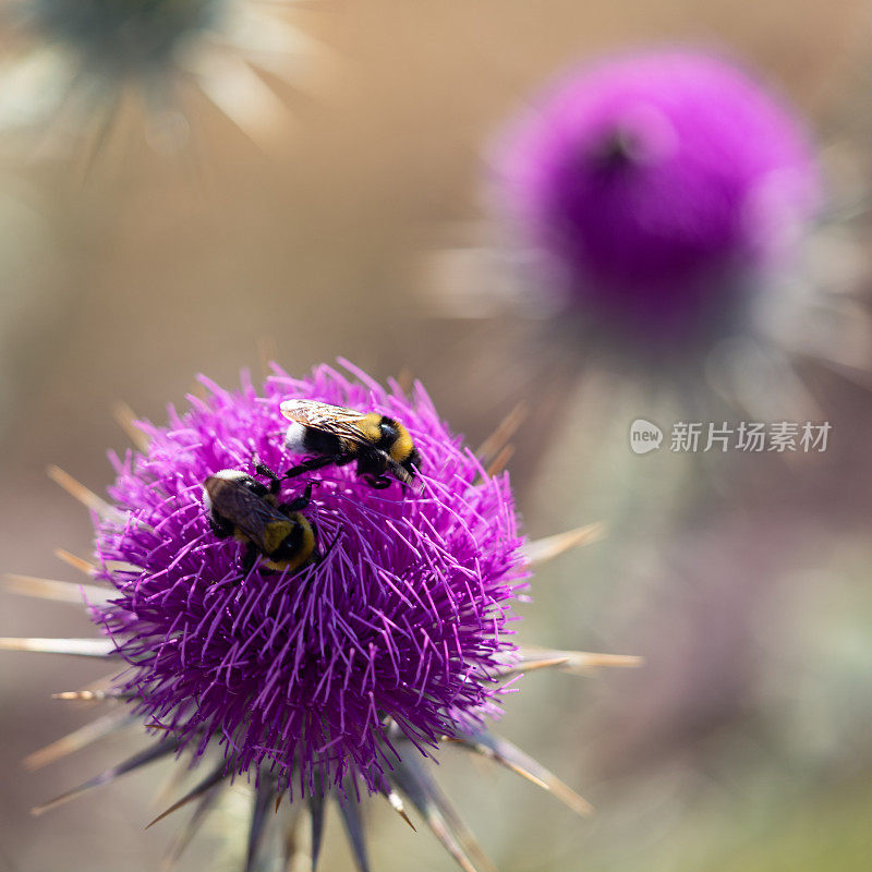 大黄蜂在紫色野花上的微距照片