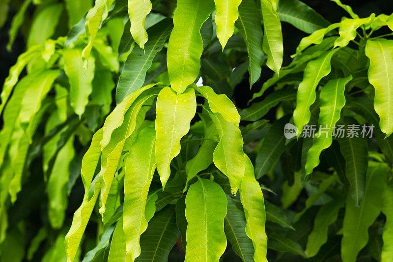 孔雀绿叶子的热带树木在泰国