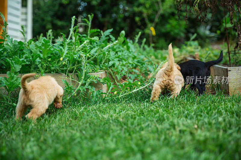 3只拉布拉多犬在后院的后院跑来跑去的后视图