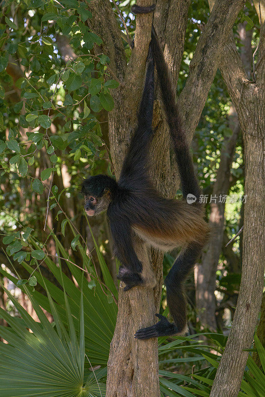 卡曼湖附近尤卡坦半岛仙喀安生物圈保护区的野生蜘蛛猴