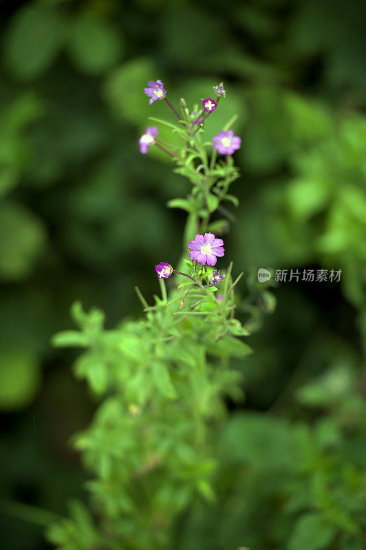 韦勒姆森林，英国乡村的粉红色野花