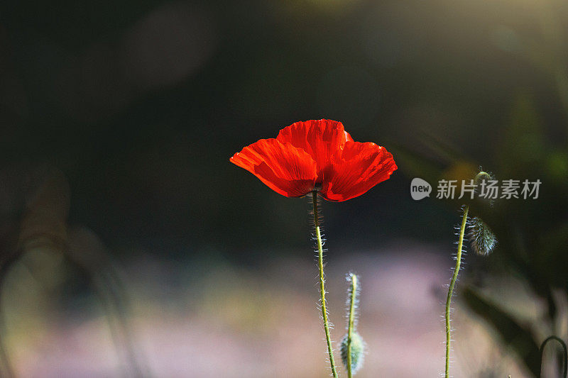 一朵红色的罂粟花象征着对第一次世界大战的纪念
