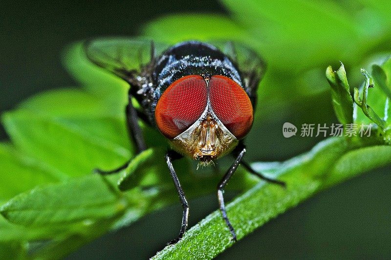 绿叶上的苍蝇和复眼。