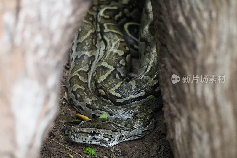 博茨瓦纳北部图里地区的岩蟒