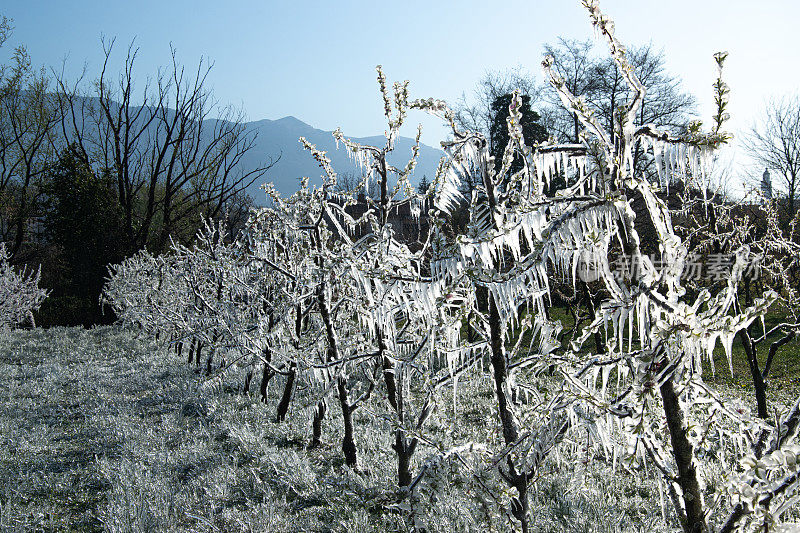 桃园为防霜冻而设雨夹雪