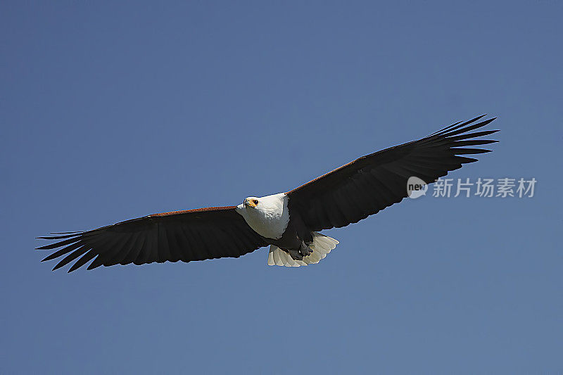 美国Fish-Eagle