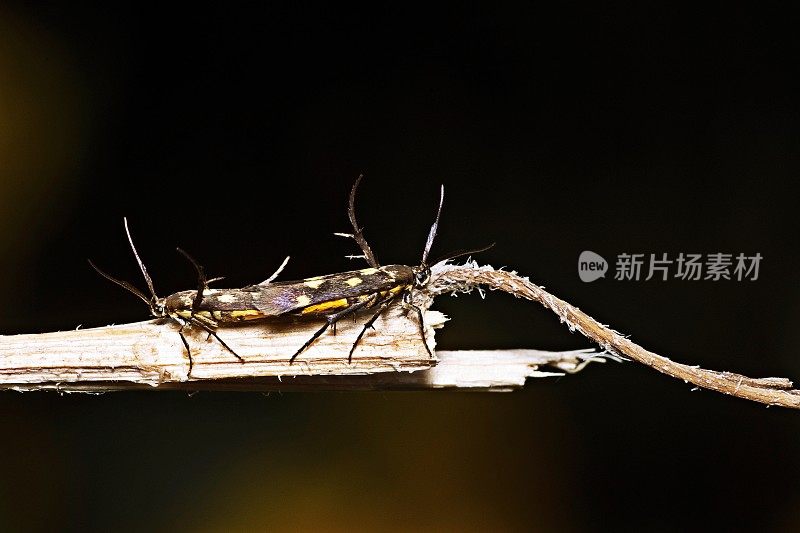 在树枝上闭合交配的昆虫。