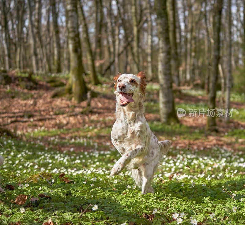 挪威Vestfold森林里奔跑的英国塞特犬