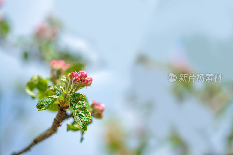 苹果树开花与复制空间