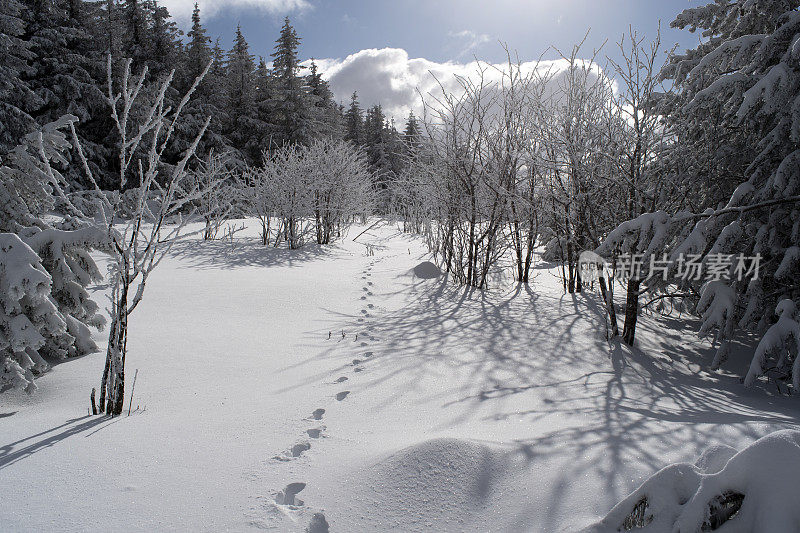 森林边缘的雪地上有动物的足迹