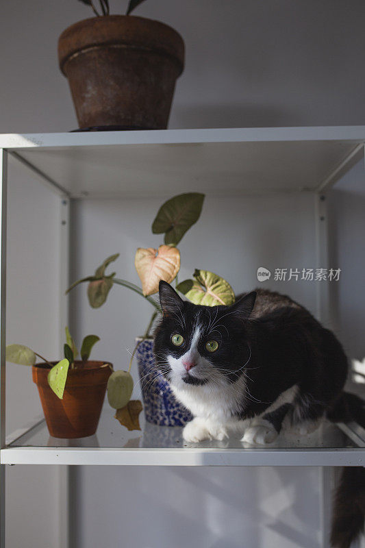 黑猫和植物在架子上