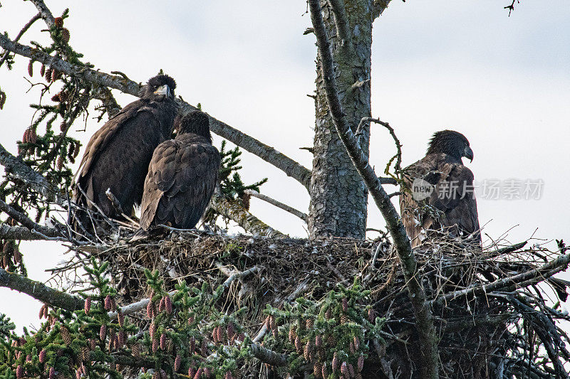 三只小鹰在巢中，没有父母的陪伴
