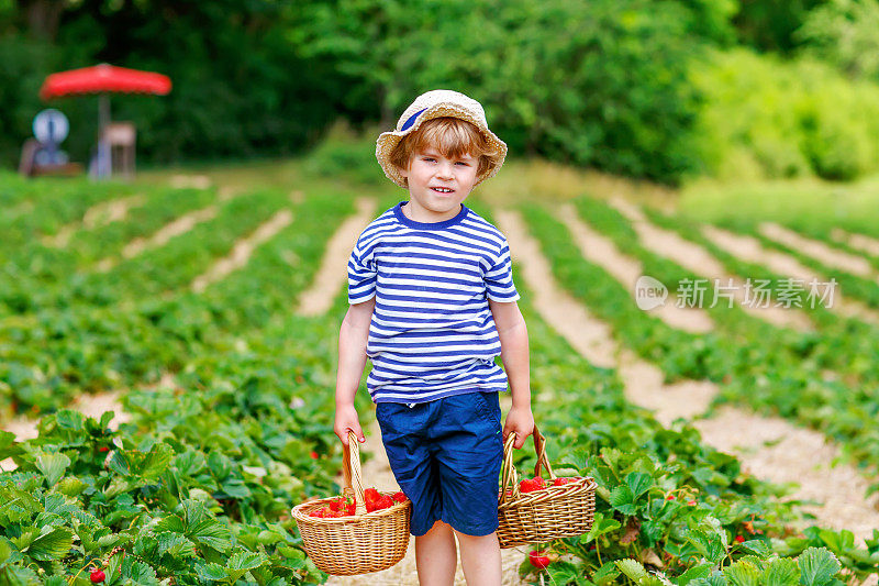 一个快乐可爱的小男孩在温暖阳光明媚的夏天在有机浆果生物农场采摘和吃草莓。有趣的孩子喜欢帮助别人。草莓种植园，红浆果。