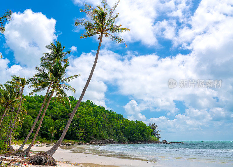 美丽的Sao沙滩上的热带棕榈树海景