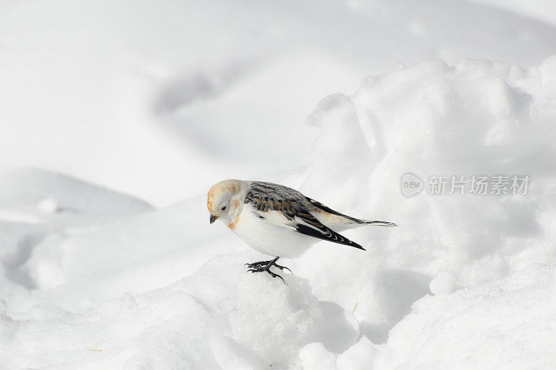 雪鹀在寻找食物