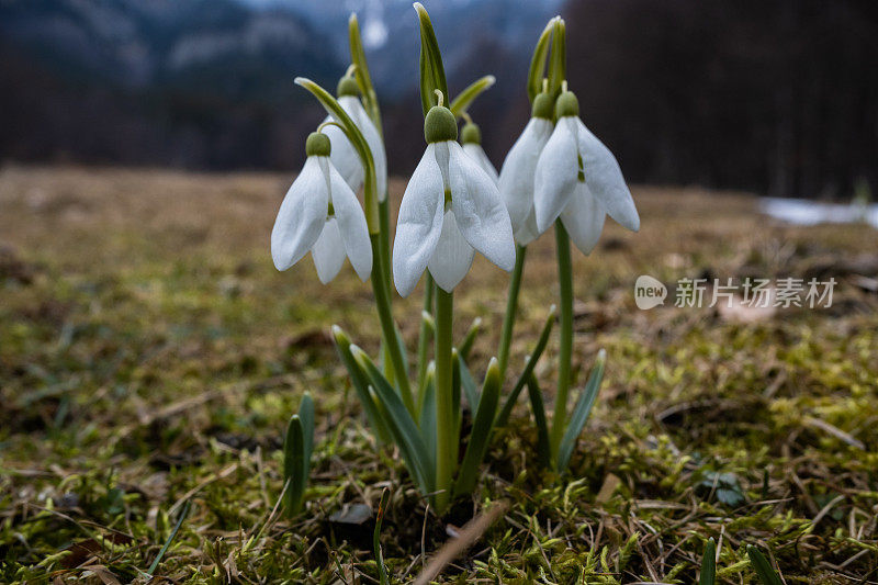 早春雪花莲，雪花莲