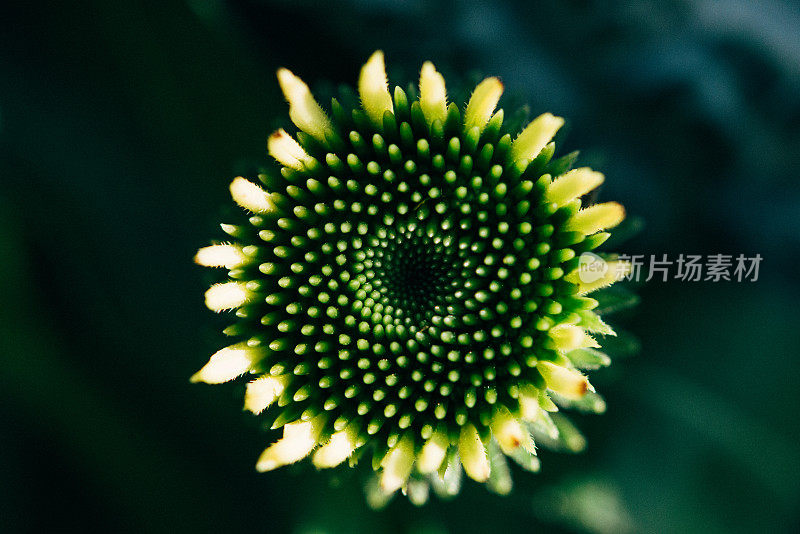 没有花瓣的白色洋甘菊特写