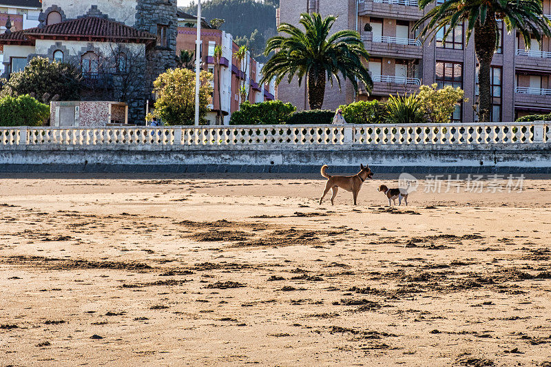 狗狗在海滩上的时间到了