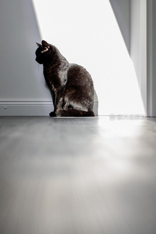 黑猫坐在一堵白墙前。阳光直射在猫身上