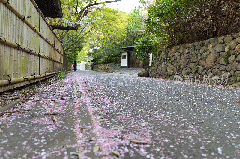 樱花街