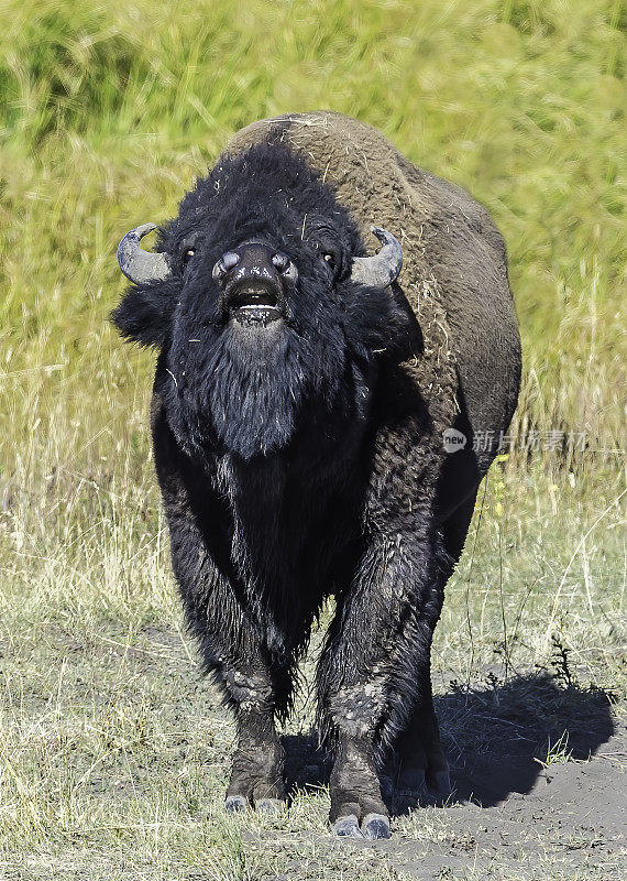 美洲野牛或野牛(bison野牛)，也通常被称为美国水牛或水牛，发现于黄石国家公园。做flehmen响应。