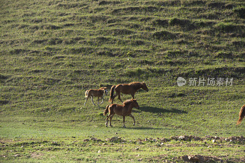 放养的马在山上的草地上奔跑