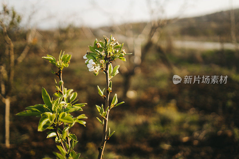 近距离的树上绽放着花朵