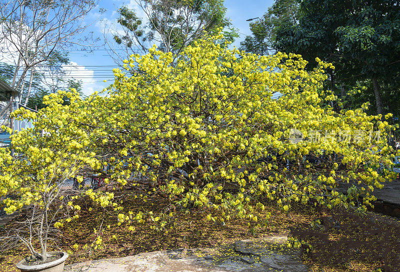 杏树花开花早阳光在农村。