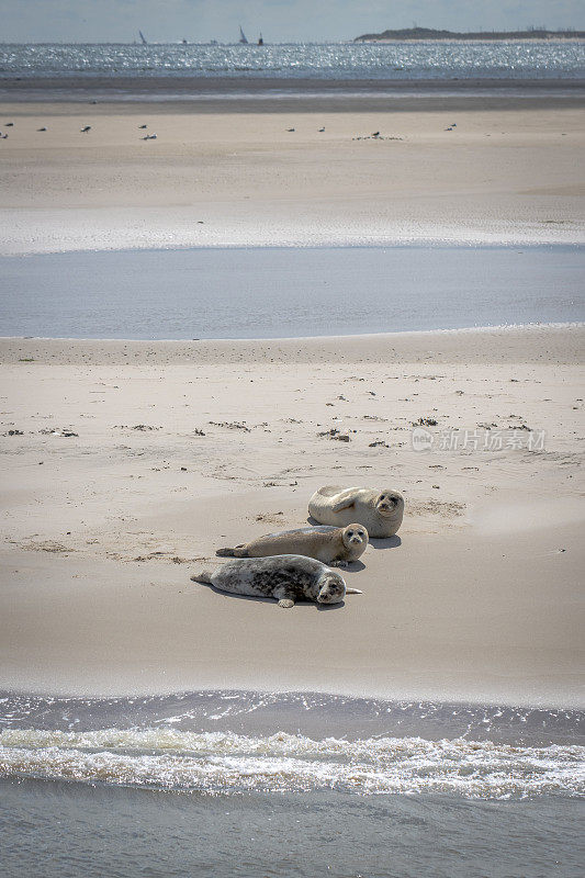 荷兰弗利兰和特谢林之间的恩格尔舍克沙洲上的海豹
