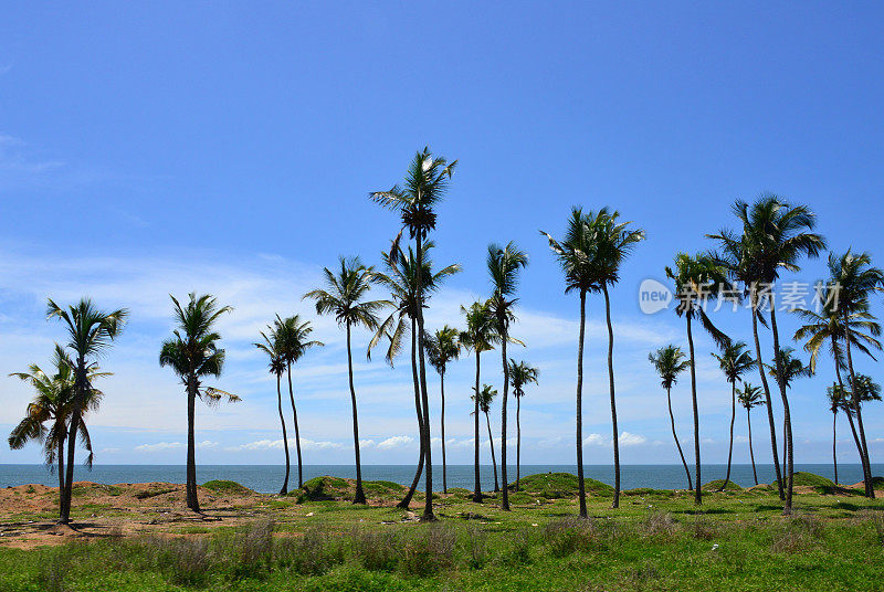 科特迪瓦阿比让Port-Bouët海滨椰子树成行