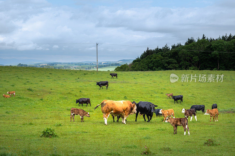 在苏格兰饲养肉牛和小牛的公牛