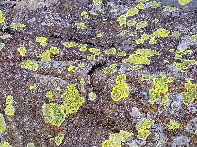 坎布里亚郡南泰恩郡Nenthead附近岩石上的海藻。
