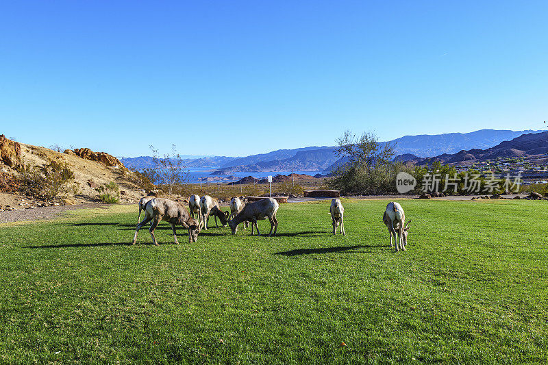 野生沙漠大角羊在当地公园