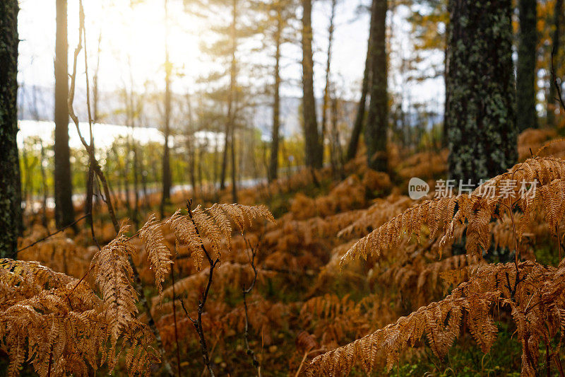 森林生态系统:户外森林和蕨类植物在秋季叶