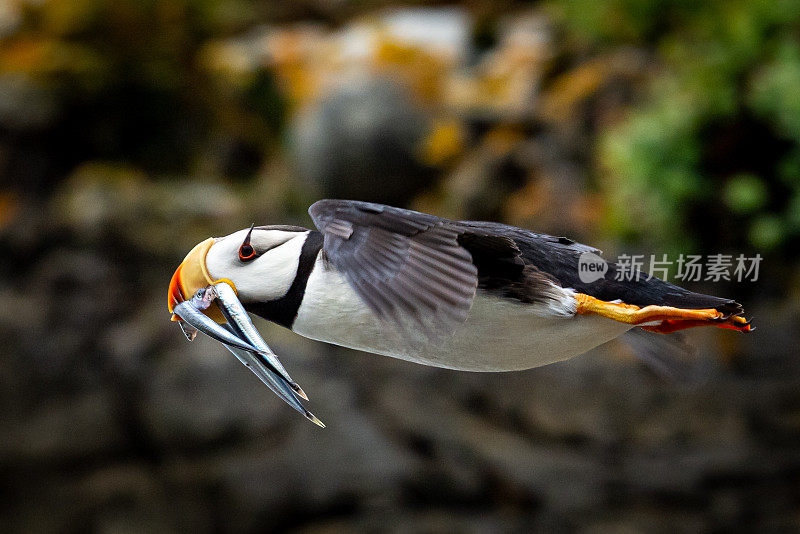 海雀和鱼一起飞翔