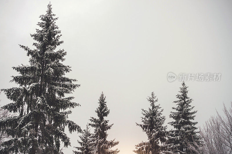 美丽的冬季森林景观，树上覆盖着积雪