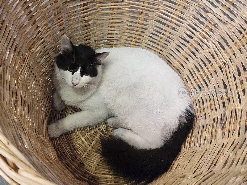 有趣的白色和黑色的猫睡在柳条篮子