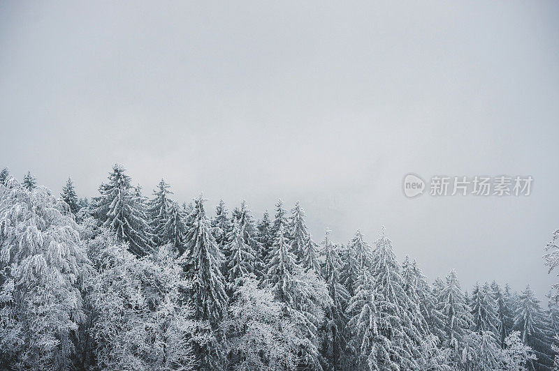 美丽的冬季森林景观，树上覆盖着积雪