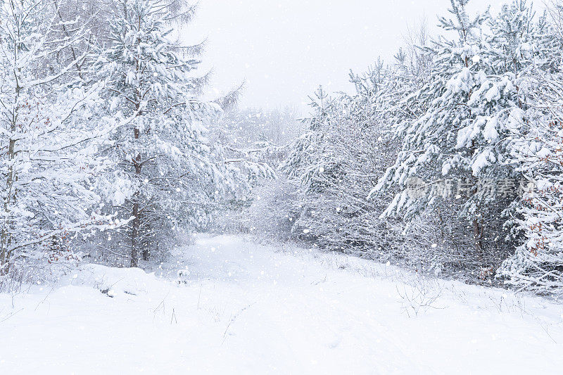 冬天的松林被厚厚的积雪覆盖着。