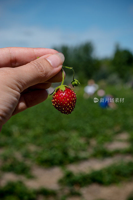 手里拿着草莓