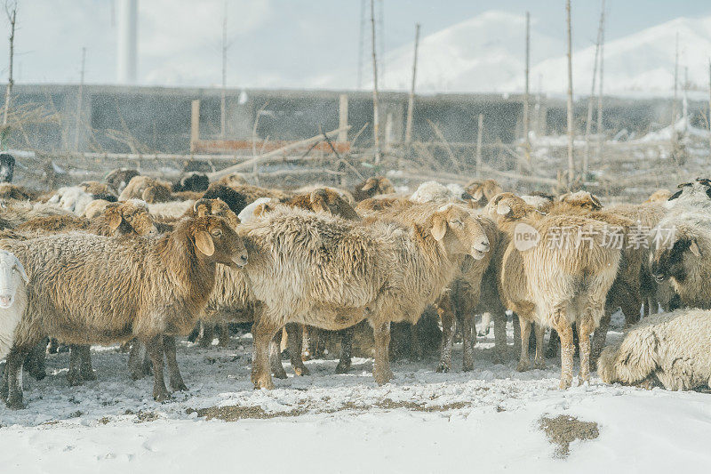 中国新疆的羊被暴风雪困住了