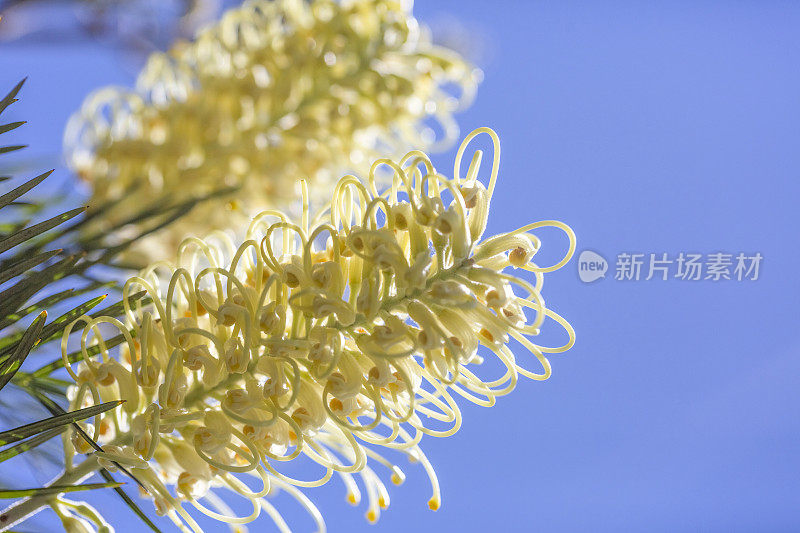 特写美丽的白色瓶刷花，Grevillea，蓝色背景与复制空间