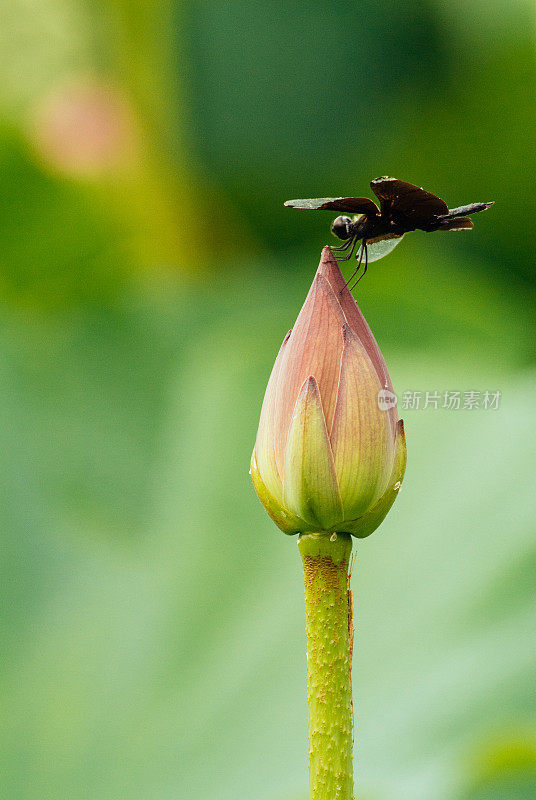 蝴蝶蜻蜓