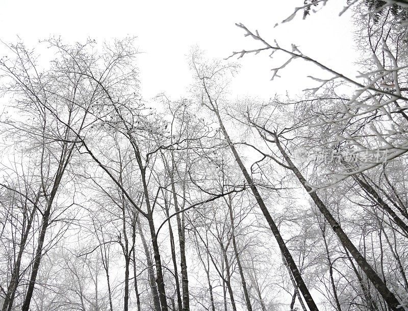 加拿大西部有雪的落叶乔木