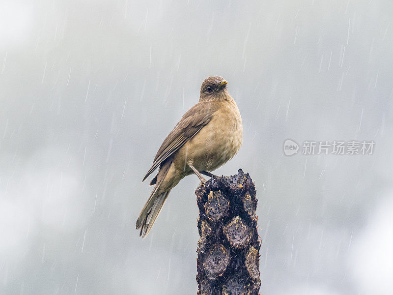 雨中坐在杆子上的泥色画眉