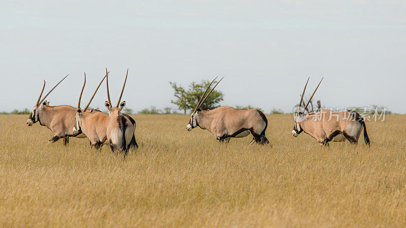 一群羚羊在伊托沙国家公园美丽的草原景观中漫步