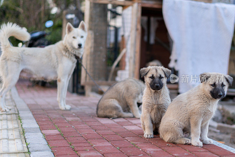 小狗和妈妈在狗舍旁玩耍