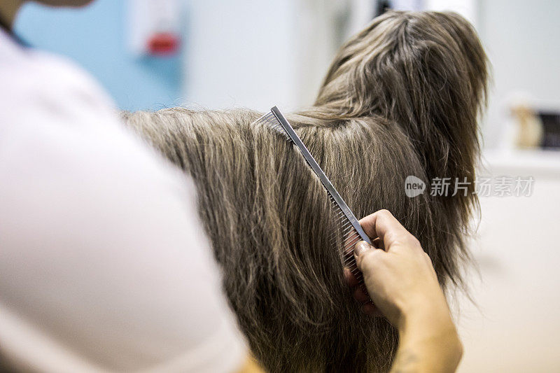 梳理中国冠毛犬的宠物美容师在肩上的看法